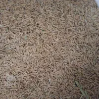 فروش شالی طارم