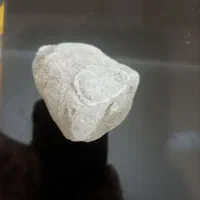 فسیل صدف مروارید