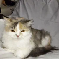 واگذاری گربه خانگی پرشین با شناسنامه