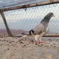 کفتر خاص