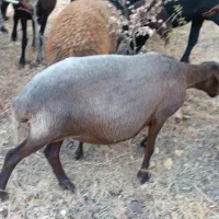 چار رئس میش آبستن ۲.۳ماهه