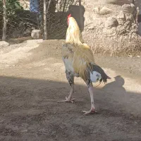 خروس ومرغ