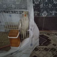 عروس هلندی|پرنده|رضویه, |دیوار