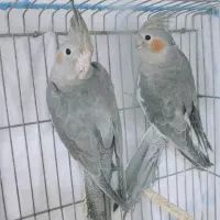 طوطی برزیلی عروس هلندی