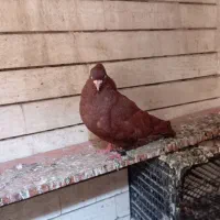 سرخ باسینه ایی