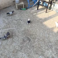 کفترطوقی 6عدد3نر3ماده|پرنده|برخوار, |دیوار