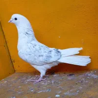 کبوتر پرشی طوقی سینه دم سیاه