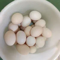 تخم مرغ محلی