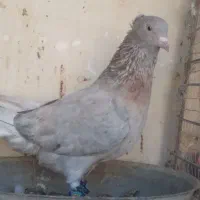 نر و ماده زرد دم سفید وسار دم سفید درجه یک|پرنده|بیرجند, |دیوار