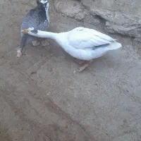 قوقاز|حیوانات مزرعه|بانه, |دیوار