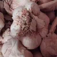 سیر تازه همدان