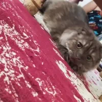 دختر پشمالو آروم و بغلی|گربه|سبزوار, قائم|دیوار