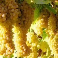 کارگر میوه چینی