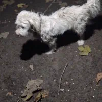 سگ پاکوتاه پشمالو