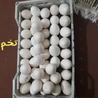 تعداد 60 عددتخم غاز