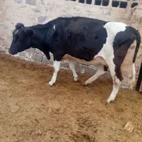 گاو تلیسه گوساله