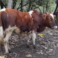 فروش کل ورزا محلی|حیوانات مزرعه|املش, |دیوار