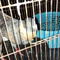 کبوتر|پرنده|بهشهر, |دیوار