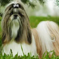 سگ شیتزو سوپر فلت|سگ|شیراز, چنچنه|دیوار