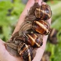 حلزون اسکارگو  و آچاتینا