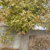 فروش چوب گردو|گل و گیاه طبیعی|سیدان, |دیوار