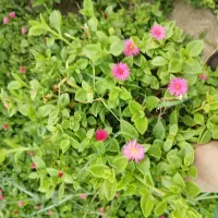 گل های دایمی شمدونی و روز چمن