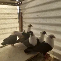 کفتر کلاغ|پرنده|مشهد, گلبرگ شمالی|دیوار