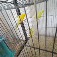 مرغ عشق|پرنده|بوشهر, |دیوار