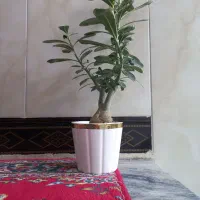 گل آدنیوم|گل و گیاه طبیعی|کرمانشاه, |دیوار