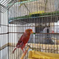 فروش قناری ماده