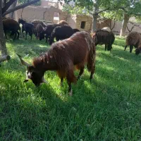 بره وبزغاله قربانی