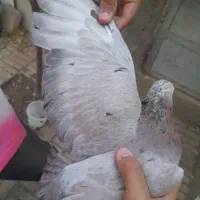 کبوتر|پرنده|آبیک, |دیوار