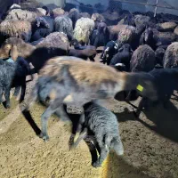 میش افشاری|حیوانات مزرعه|شیراز, شهرک قمشه|دیوار