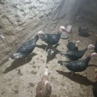 فروش بوقلمون|حیوانات مزرعه|کبودرآهنگ, |دیوار