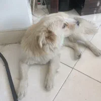 واگذاری رایگان