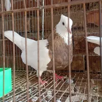 طوقی ماده معاوضه