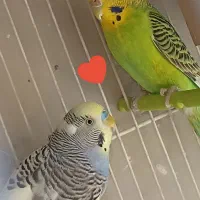 یک جفت مرغ عشق نرو ماده زیبا و خواننده