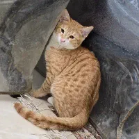 واگذاری گربه ۴ماه