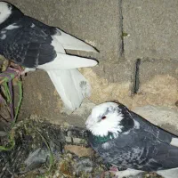 کبوتر لیلک سیاه