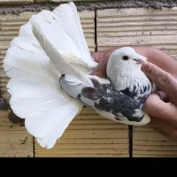 باخت رفته