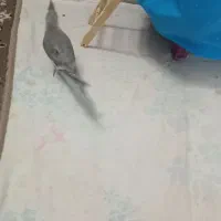 عروس|پرنده|قم, مهدیه|دیوار