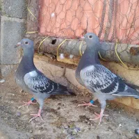 جوجهپلاکی|پرنده|شهرضا, |دیوار