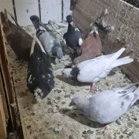 ۷ تا حیون سالم  ۱۲۰۰|پرنده|تهران, بهارستان|دیوار