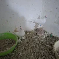 کبوتر فروشی لوتی و شازده و سررور|پرنده|ایلخچی, |دیوار