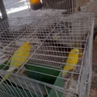 مرغ عشق