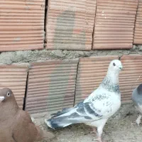 کفتر|پرنده|کرمان, |دیوار