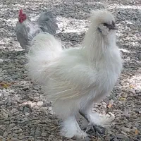 فروش دوتا خروس ابریشمی|حیوانات مزرعه|کهریزک, |دیوار