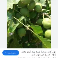 گردوخوشه ای