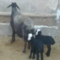 فروش میش دو بره زا شال قوچ و بــره sanدار شـال