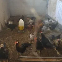 خروس بالغ مرغ بالغ